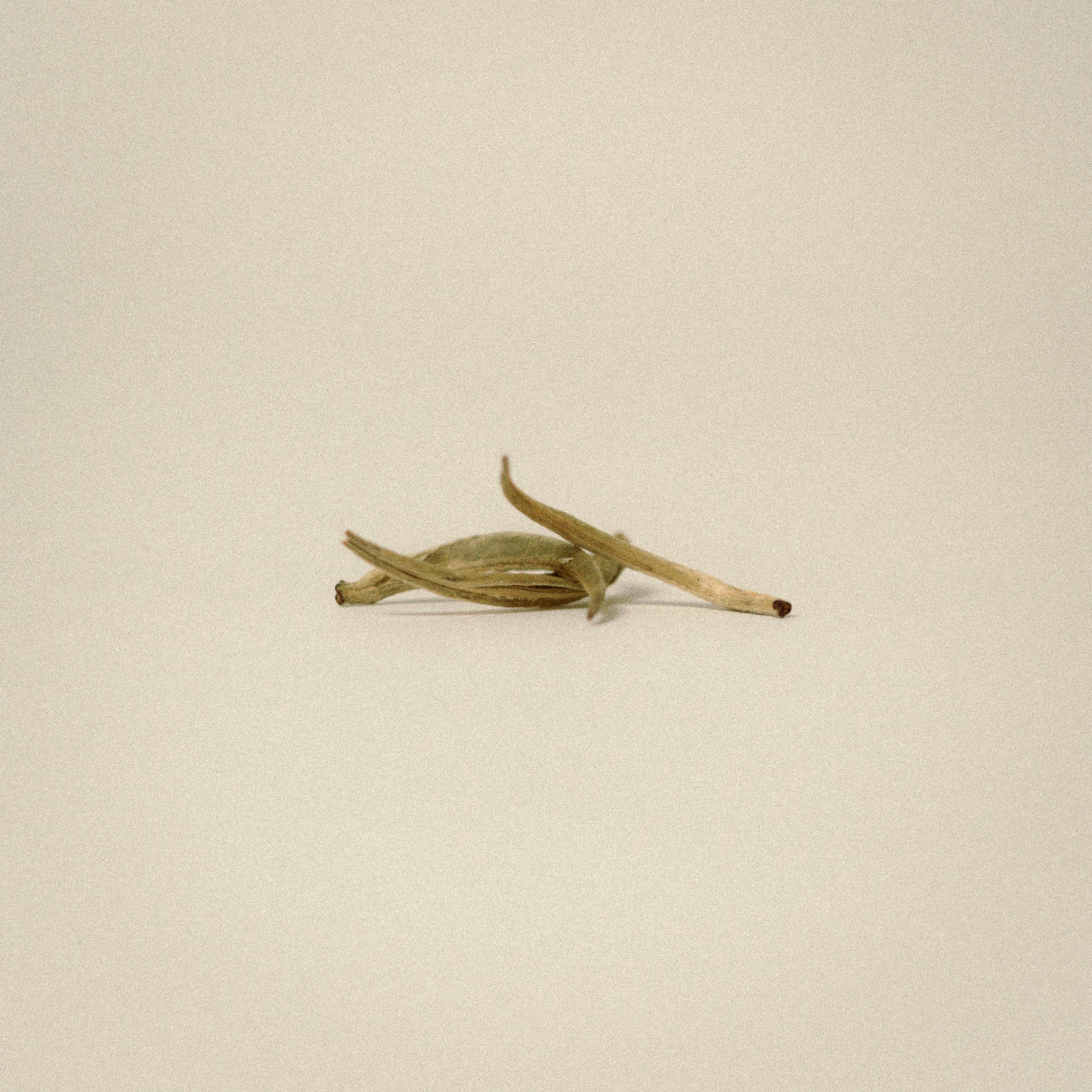 Lanna Silver Needle