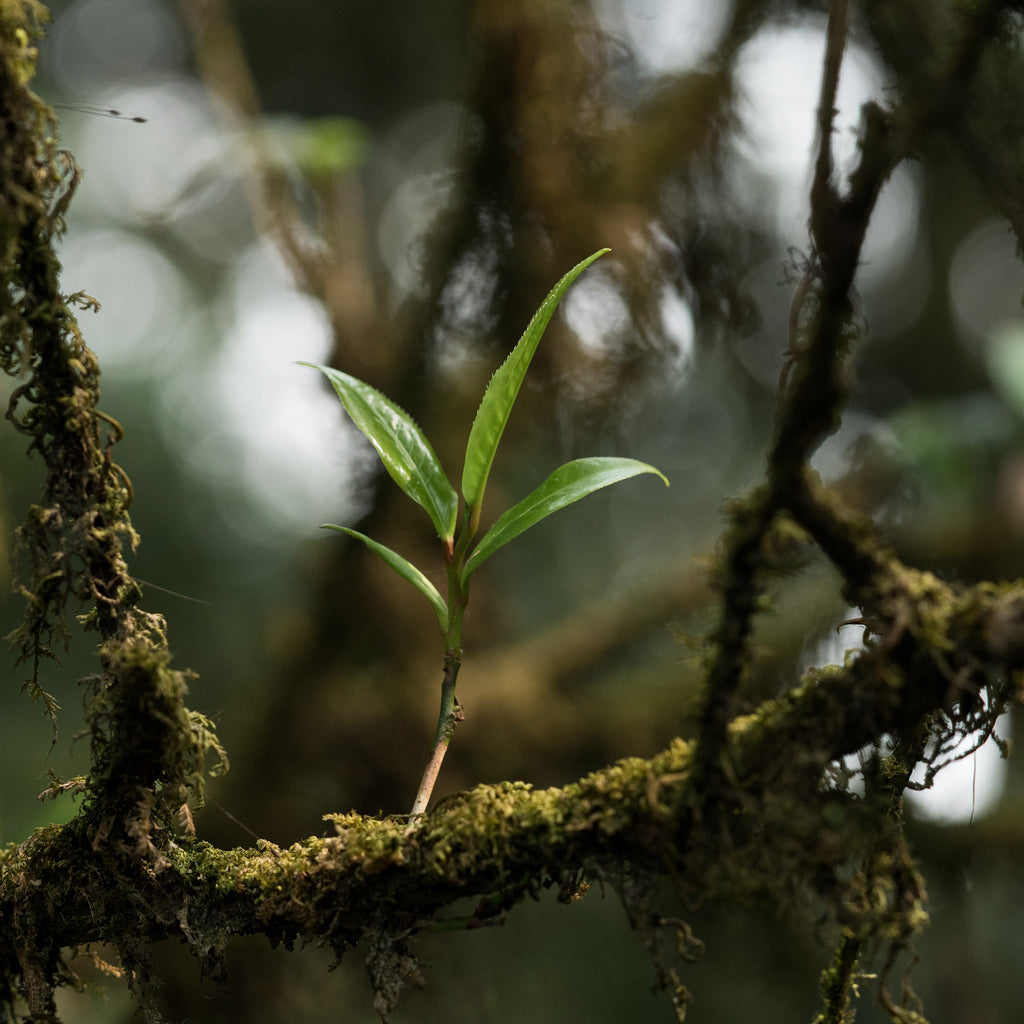 Jungle Green