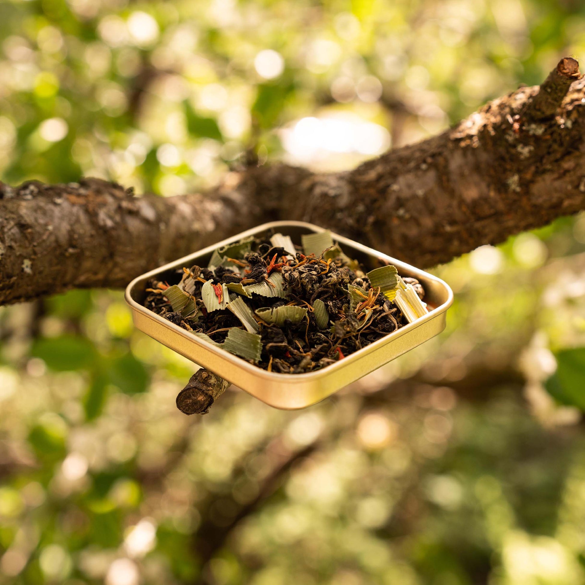 Herbal Detox