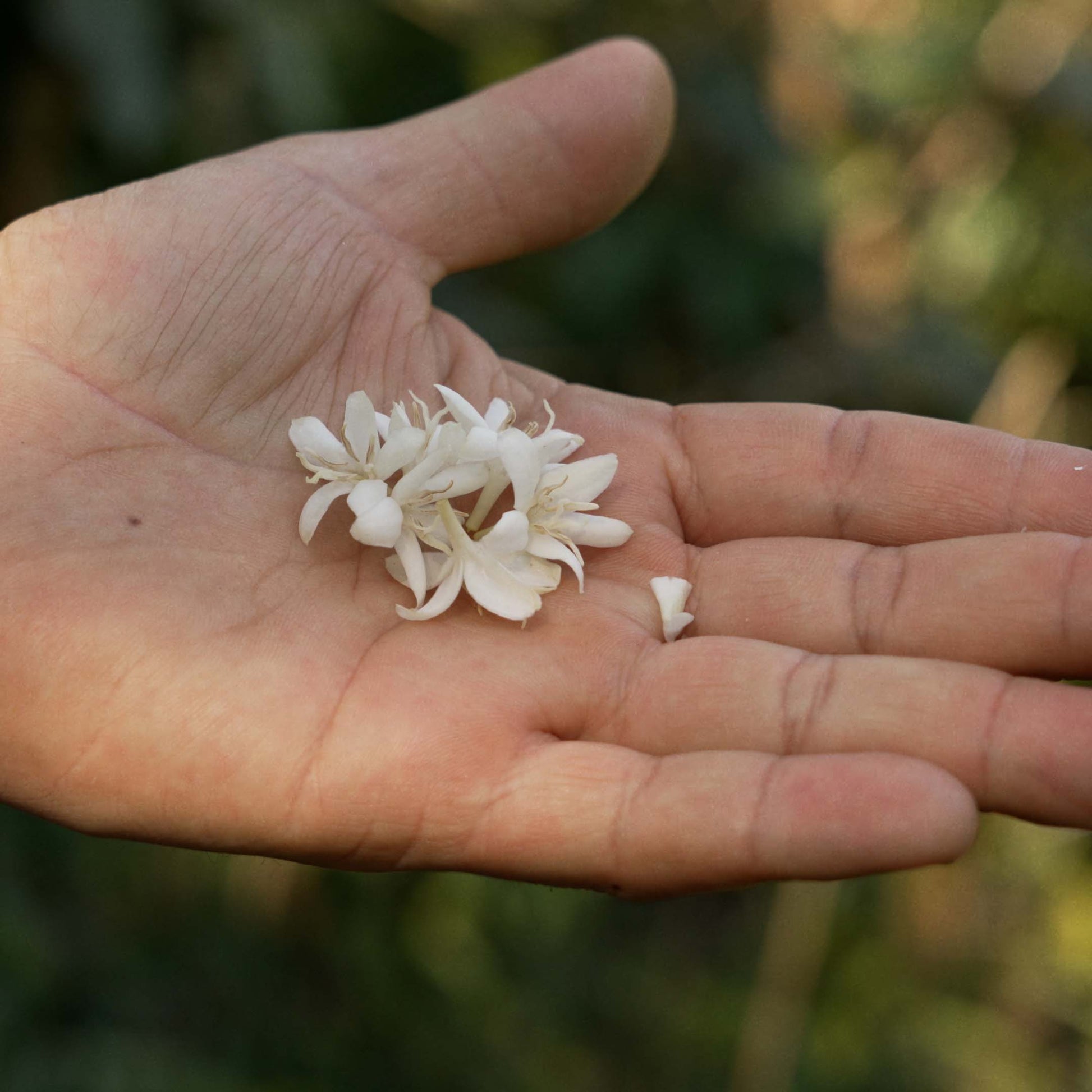 Coffee Blossom Blend
