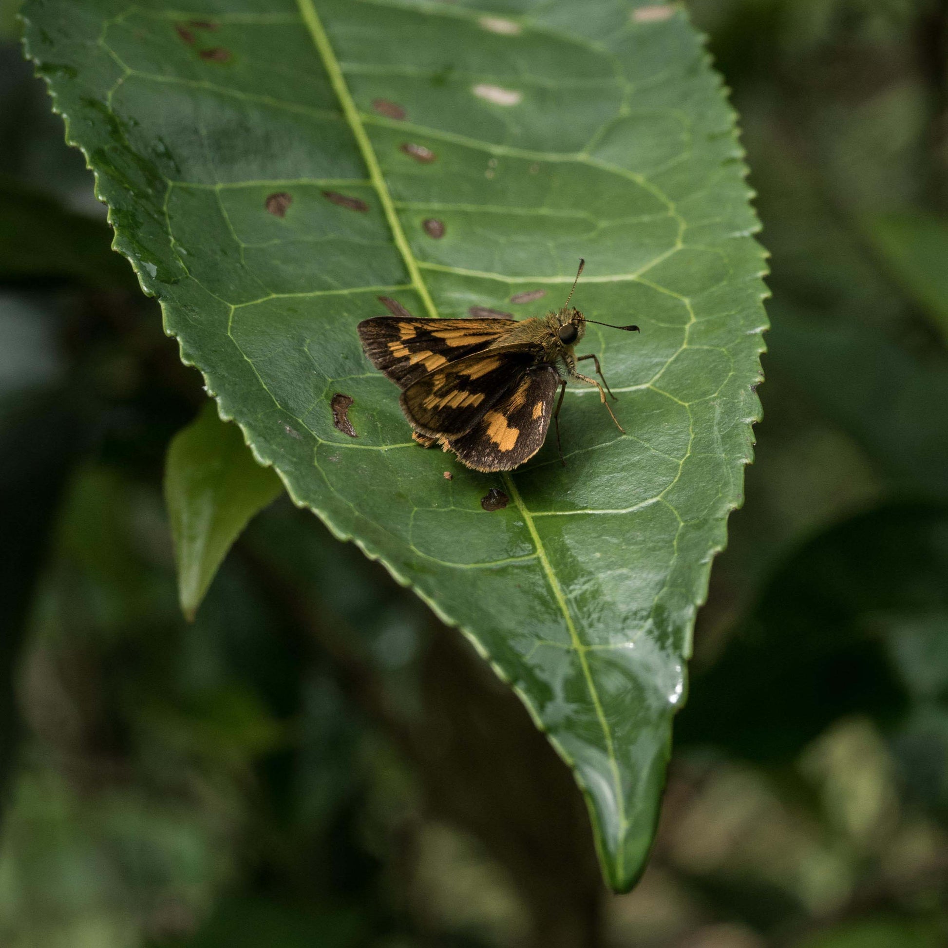 Biodiversitea